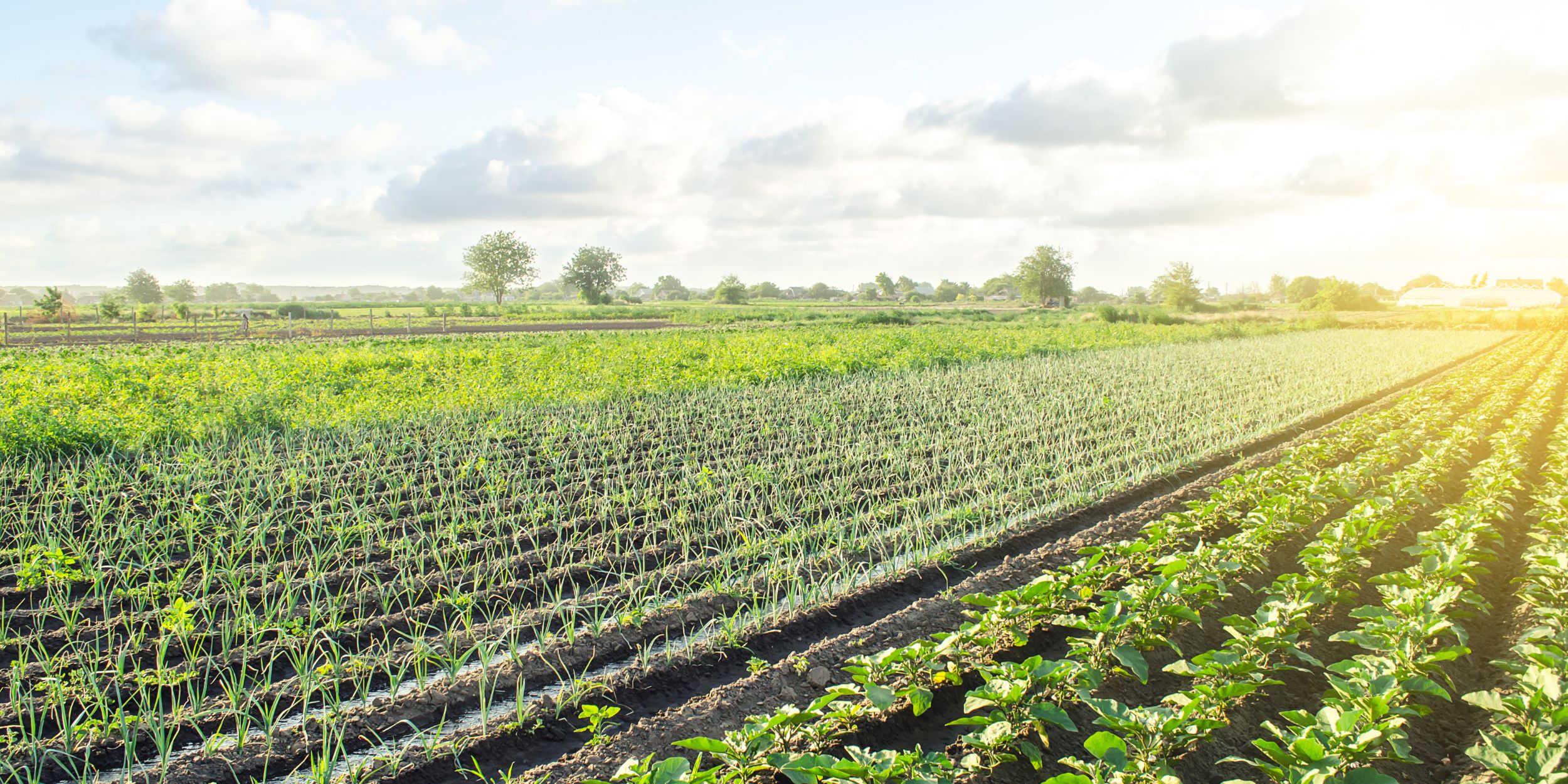 Agribusiness: Green leek onion plantation. Agroindustry and agribusiness. Conservation of water resources and reduction pollution. Caring for plants, growing food. Agriculture and agribusiness. Beautiful farmland.